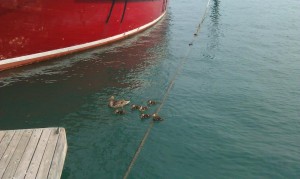 Ducks in Monroe Harbor